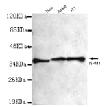 NPM1 Monoclonal Antibody from Signalway Antibody (27013) - Antibodies.com