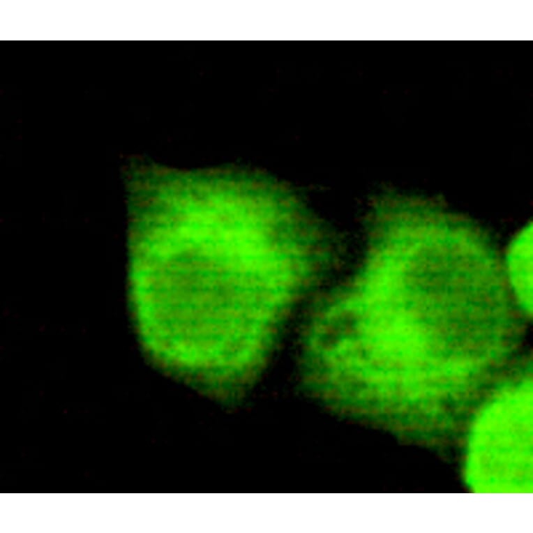 NPM1 Monoclonal Antibody from Signalway Antibody (27013) - Antibodies.com