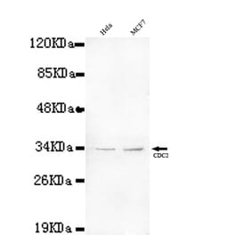 CDC2 Monoclonal Antibody from Signalway Antibody (27073) - Antibodies.com