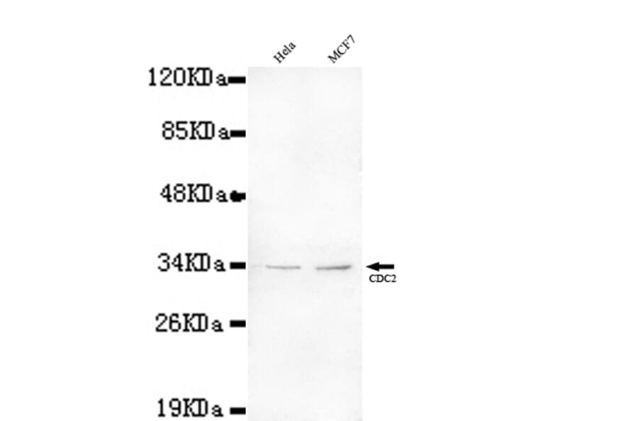 CDC2 Monoclonal Antibody from Signalway Antibody (27073) - Antibodies.com