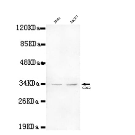 CDC2 Monoclonal Antibody from Signalway Antibody (27073) - Antibodies.com