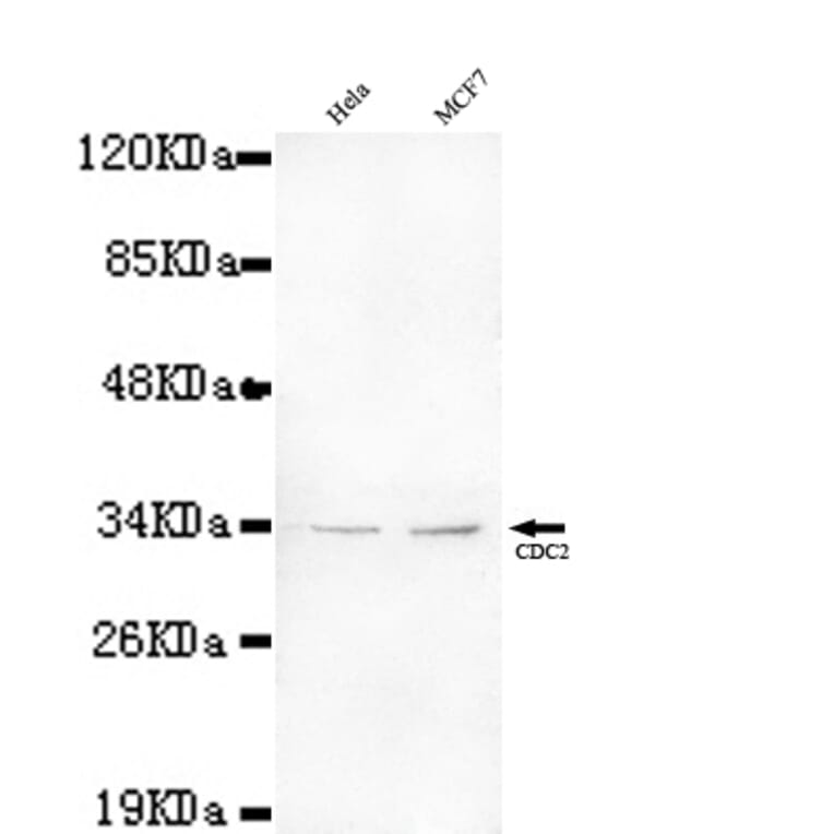 CDC2 Monoclonal Antibody from Signalway Antibody (27073) - Antibodies.com