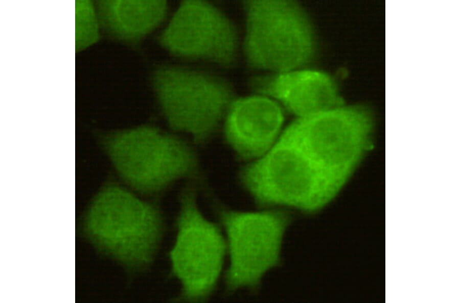 CDC2 Monoclonal Antibody from Signalway Antibody (27073) - Antibodies.com