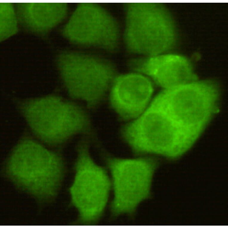 CDC2 Monoclonal Antibody from Signalway Antibody (27073) - Antibodies.com
