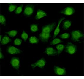 Immunocytochemistry - NFIC Monoclonal Antibody from Signalway Antibody (27175) - Antibodies.com