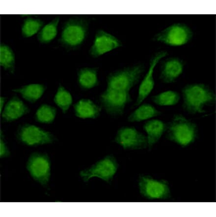 Immunocytochemistry - NFIC Monoclonal Antibody from Signalway Antibody (27175) - Antibodies.com