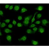 Immunocytochemistry - NFIC Monoclonal Antibody from Signalway Antibody (27175) - Antibodies.com