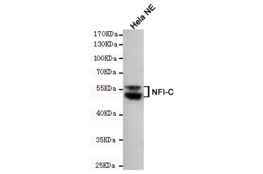 Western blot - NFIC Monoclonal Antibody from Signalway Antibody (27175) - Antibodies.com