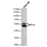 Western blot - NFIC Monoclonal Antibody from Signalway Antibody (27175) - Antibodies.com