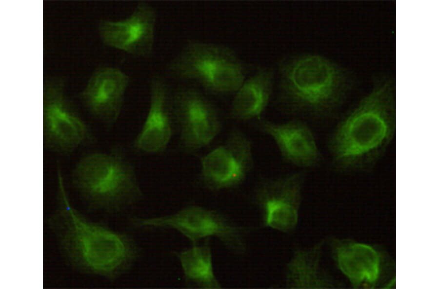 Immunocytochemistry - CBR1 Monoclonal Antibody from Signalway Antibody (27187) - Antibodies.com