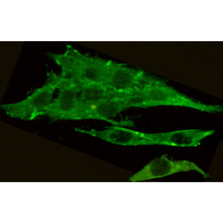 Immunocytochemistry - CSK Monoclonal Antibody from Signalway Antibody (27181) - Antibodies.com