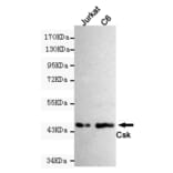 Western blot - CSK Monoclonal Antibody from Signalway Antibody (27181) - Antibodies.com