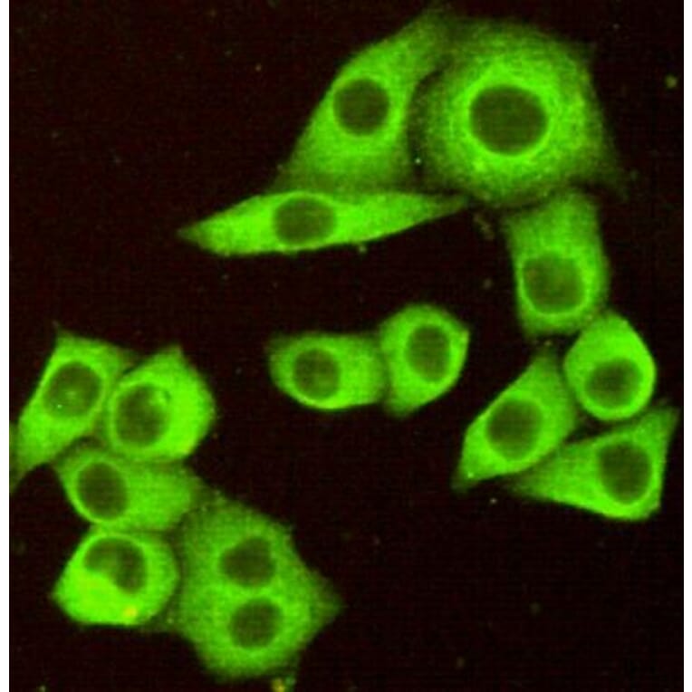 Immunocytochemistry - DR5 Monoclonal Antibody from Signalway Antibody (27200) - Antibodies.com