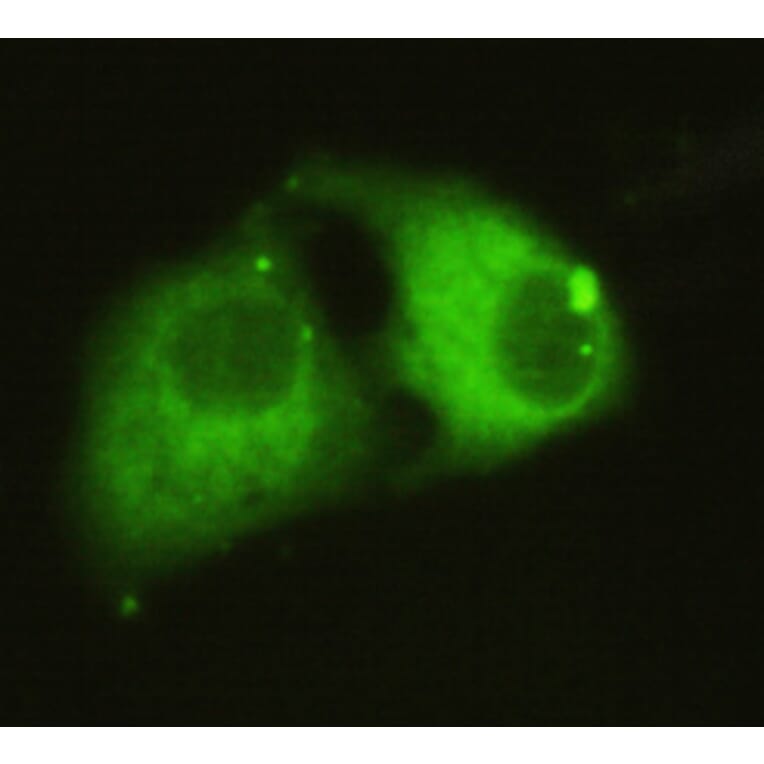 PPAR gamma (C-term) Monoclonal Antibody from Signalway Antibody (27024) - Antibodies.com