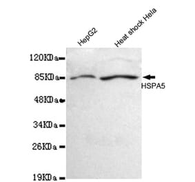 BiP/GRP78 (C-term) Monoclonal Antibody from Signalway Antibody (27033) - Antibodies.com