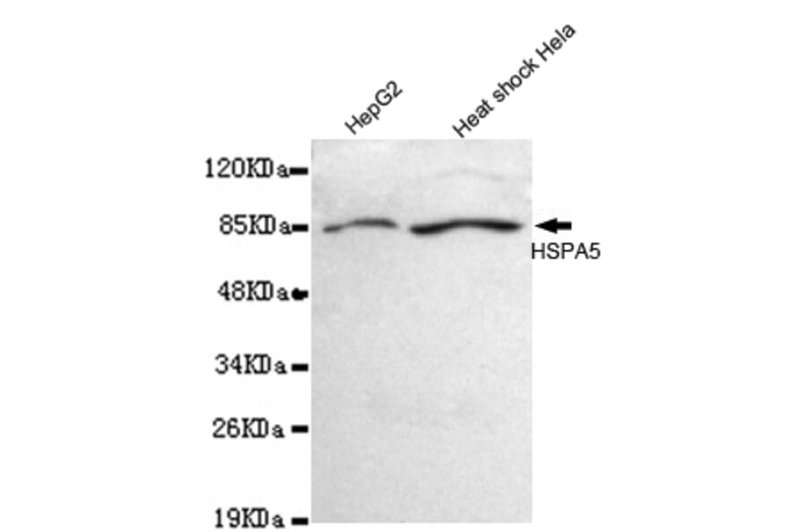 BiP/GRP78 (C-term) Monoclonal Antibody from Signalway Antibody (27033) - Antibodies.com