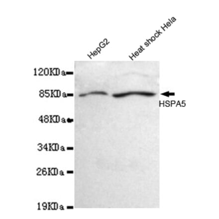 BiP/GRP78 (C-term) Monoclonal Antibody from Signalway Antibody (27033) - Antibodies.com