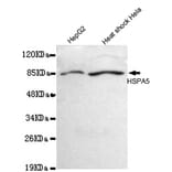 BiP/GRP78 (C-term) Monoclonal Antibody from Signalway Antibody (27033) - Antibodies.com