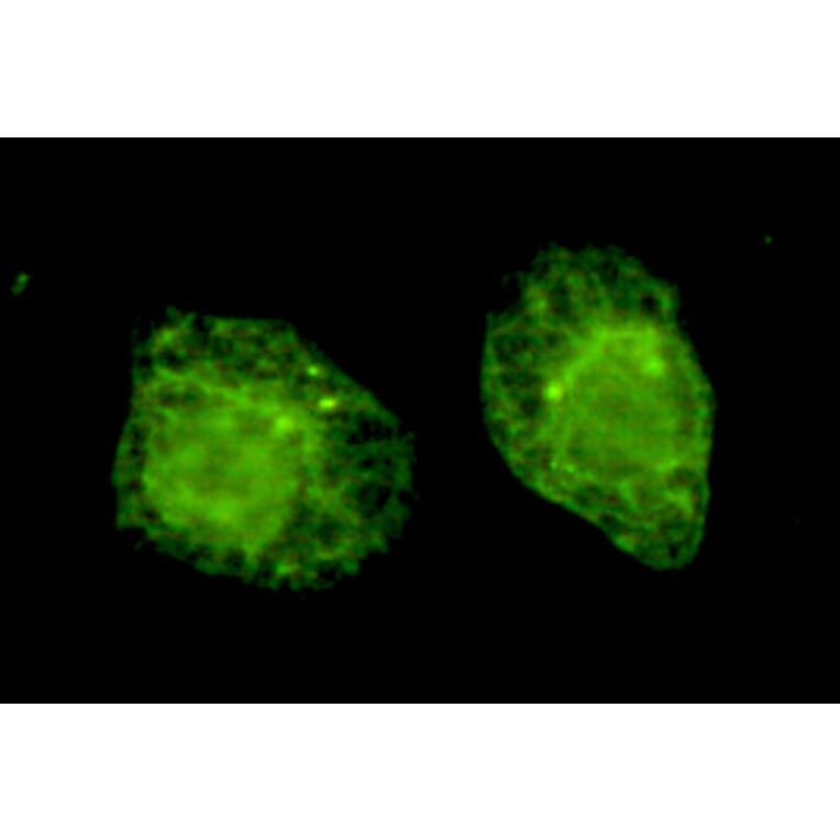 BiP/GRP78 (C-term) Monoclonal Antibody from Signalway Antibody (27033) - Antibodies.com