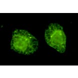 BiP/GRP78 (C-term) Monoclonal Antibody from Signalway Antibody (27033) - Antibodies.com