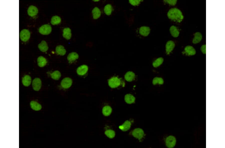 Immunocytochemistry - CHD3 (C-terminus) Monoclonal Antibody from Signalway Antibody (27173) - Antibodies.com
