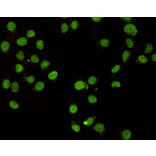 Immunocytochemistry - CHD3 (C-terminus) Monoclonal Antibody from Signalway Antibody (27173) - Antibodies.com