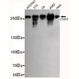 Western blot - CHD3 (C-terminus) Monoclonal Antibody from Signalway Antibody (27173) - Antibodies.com