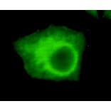 UHRF1 (N-term) Monoclonal Antibody from Signalway Antibody (27003) - Antibodies.com