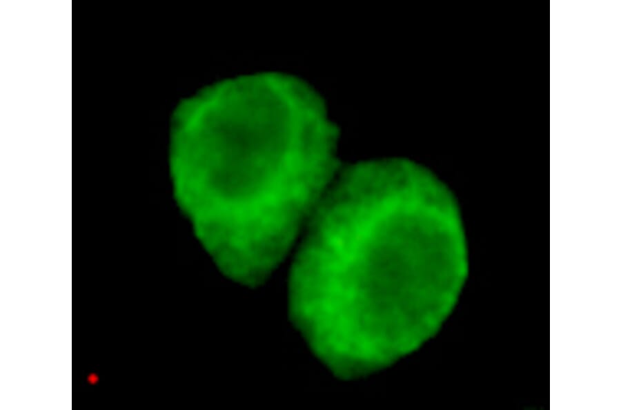 JMJD6 (N-term) Monoclonal Antibody from Signalway Antibody (27005) - Antibodies.com