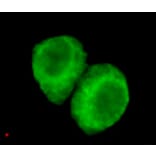 JMJD6 (N-term) Monoclonal Antibody from Signalway Antibody (27005) - Antibodies.com