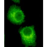 Rab2A (C-term) Monoclonal Antibody from Signalway Antibody (27064) - Antibodies.com