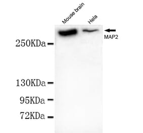 MAP2 (N-term) Monoclonal Antibody from Signalway Antibody (27037) - Antibodies.com
