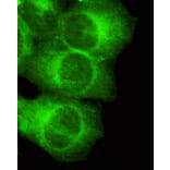 MAP2 (N-term) Monoclonal Antibody from Signalway Antibody (27037) - Antibodies.com