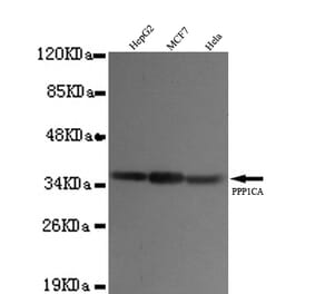 PP1A (N-term) Monoclonal Antibody from Signalway Antibody (27058) - Antibodies.com