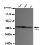 PP1A (N-term) Monoclonal Antibody from Signalway Antibody (27058) - Antibodies.com