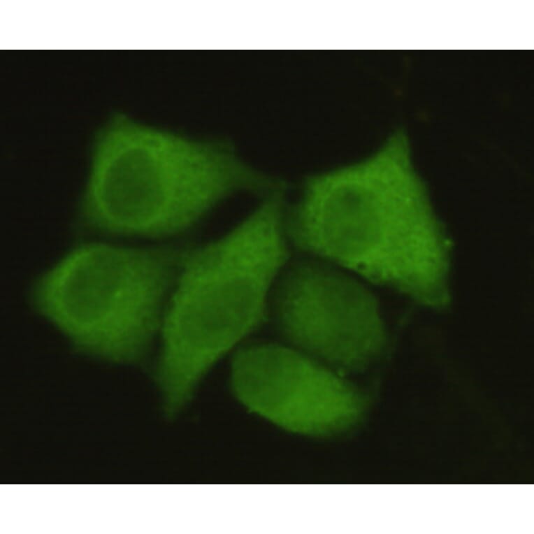 PP1A (N-term) Monoclonal Antibody from Signalway Antibody (27058) - Antibodies.com