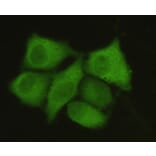 PP1A (N-term) Monoclonal Antibody from Signalway Antibody (27058) - Antibodies.com