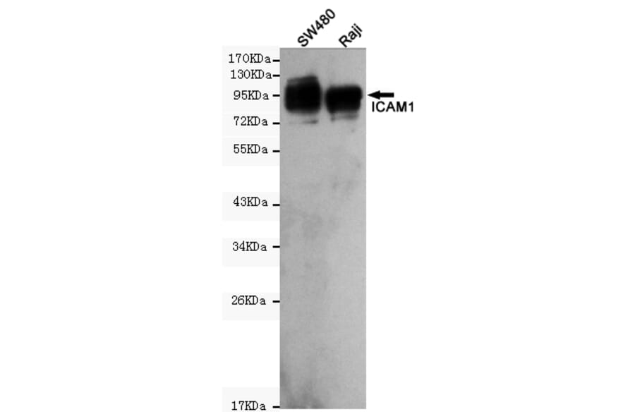 Western blot - CD54 (ICAM-1) Monoclonal Antibody from Signalway Antibody (27176) - Antibodies.com