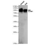 Western blot - CD54 (ICAM-1) Monoclonal Antibody from Signalway Antibody (27176) - Antibodies.com