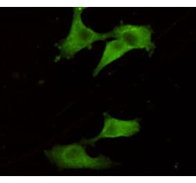 Immunocytochemistry - UCHL1/PGP9.5 Monoclonal Antibody from Signalway Antibody (27188) - Antibodies.com
