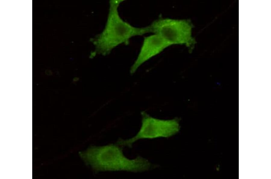Immunocytochemistry - UCHL1/PGP9.5 Monoclonal Antibody from Signalway Antibody (27188) - Antibodies.com