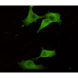 Immunocytochemistry - UCHL1/PGP9.5 Monoclonal Antibody from Signalway Antibody (27188) - Antibodies.com