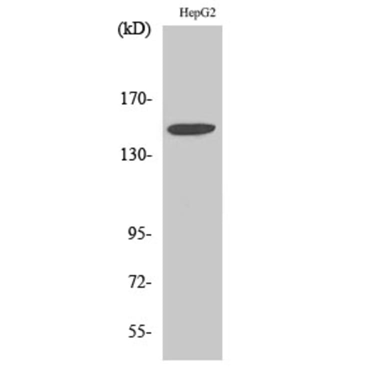 Western blot - Integrin α3 Polyclonal Antibody from Signalway Antibody (41067) - Antibodies.com