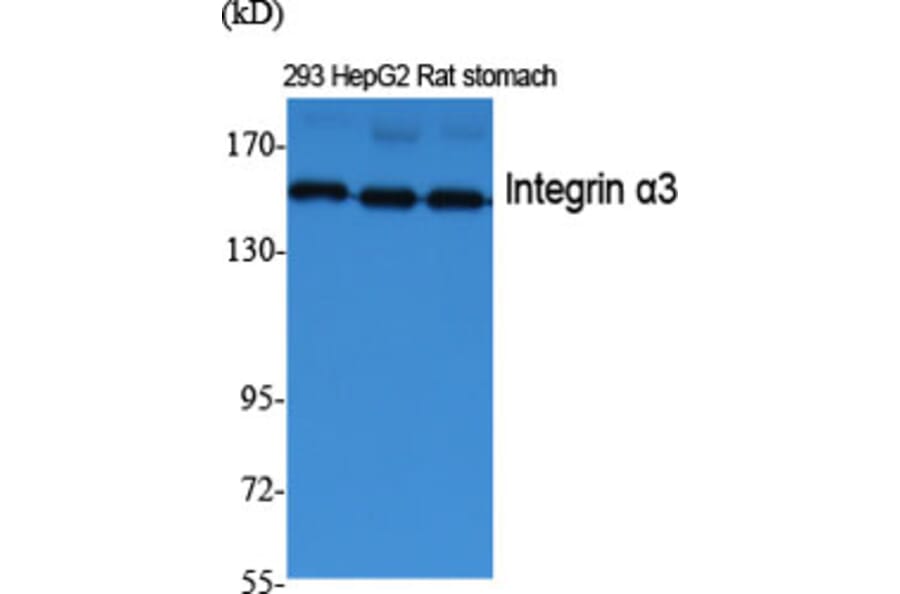Western blot - Integrin α3 Polyclonal Antibody from Signalway Antibody (41067) - Antibodies.com