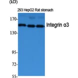 Western blot - Integrin α3 Polyclonal Antibody from Signalway Antibody (41067) - Antibodies.com