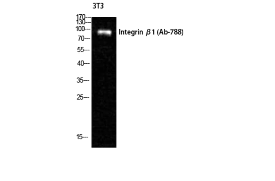 Western blot - Integrin β1 Polyclonal Antibody from Signalway Antibody (41069) - Antibodies.com