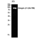 Western blot - Integrin β1 Polyclonal Antibody from Signalway Antibody (41069) - Antibodies.com