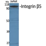 Western blot - Integrin β5 Polyclonal Antibody from Signalway Antibody (41071) - Antibodies.com