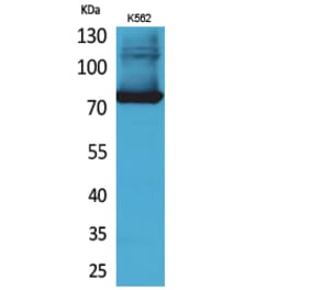 Western blot - Transferrin Polyclonal Antibody from Signalway Antibody (41645) - Antibodies.com