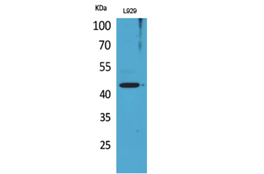 Western blot - Siglec-5/14 Polyclonal Antibody from Signalway Antibody (41677) - Antibodies.com